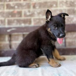 Damon, green collar - Black and tan male German Shepherd puppy in Highland, Utah from Angel Pups Deluxe