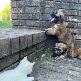 Soft Coated Wheaten Terrier Puppies from Warzalas wheatens