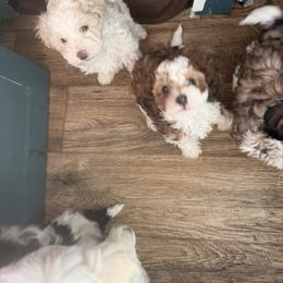 Cavalier King Charles Spaniel, Cavapoo, Maltipoo, and Poodle Puppies from Willow & Wag Farm