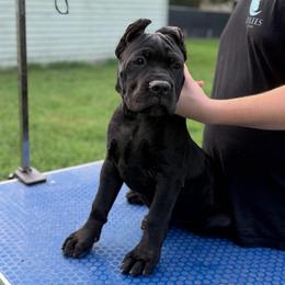 Swaggers - Black male Cane Corso puppy in Opelousas, Louisiana from Azelees Cane Corso