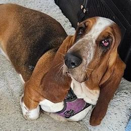 Lula - Basset Hound