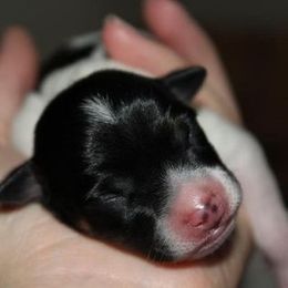 Rat Terrier Puppies from So Co Rat Terriers