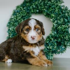 Joey - male Australian Mountain Doodle puppy in Spanish Fork, Utah from K Brand Doodles