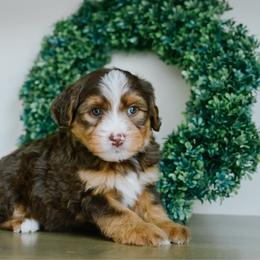 Joey - male Australian Mountain Doodle puppy in Spanish Fork, Utah from K Brand Doodles