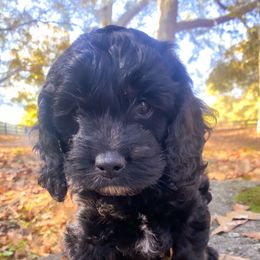 Cockapoos from Peach State Cockapoos
