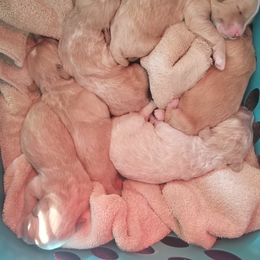 Goldendoodle Puppies from Masondixondoodles