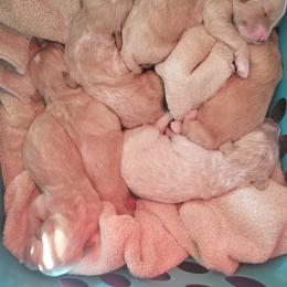 Goldendoodle Puppies from Masondixondoodles