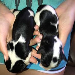 Cavalier King Charles Spaniel Puppies from Mountain Top Cavaliers