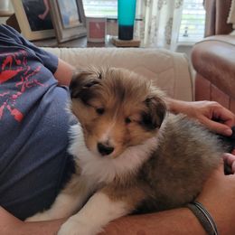 Shetland Sheepdog Puppies from Armitage Shetland Sheepdogs