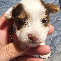 Jesse - Parti female Yorkshire Terrier puppy in Hamilton, Ohio from Purebred Yorkies of Ohio