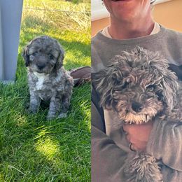 Bernedoodle and Cockapoo Puppies from Doodles of Joy