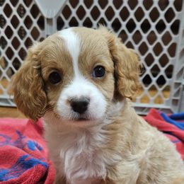 Cavapoo Puppies from Cool Cavapoos
