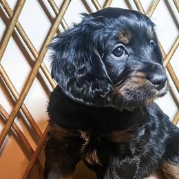 Bernedoodles from Woodland Bernedoodles