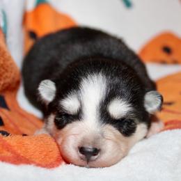Canary - Black and white female Pomsky puppy in Centerville, Iowa from LJ Kennels Pomskies, LLC