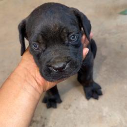 Black boy - Black brindle male Cane Corso puppy in Saluda, South Carolina from Brooks Imperial Corso