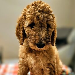 Teal collar - Apricot female Goldendoodle puppy in Lumberton, Texas from SETX Doodle Den LLC