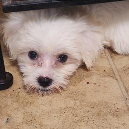 Mal-Shi, Maltese, and Shih Tzu Puppies from Natalie's Happy Fur Paw Shih-Tzues and More