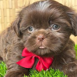 Maserati - Chocolate male Shih Tzu puppy in San Tan Valley, Arizona from My Puppy Tzu