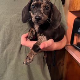 Mya - Dapple female Dachshund puppy in Milroy, Pennsylvania from Not Your Average Weiner