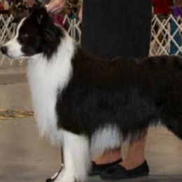 Chase - Border Collie