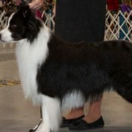 Chase - Border Collie