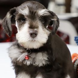 Boy 4 - male Miniature Schnauzer puppy in Pensacola, Florida from Reservoir Dogs