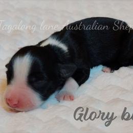 Glory bloom - Black & white female Miniature Australian Shepherd puppy in Muskogee, Oklahoma from Tagalong Lane Australian shepherds