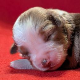 Reba - Red merle female Toy Australian Shepherd puppy in Shepherd, Texas from GAMALA Farm & Kennels