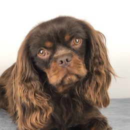 Polo - Cavalier King Charles Spaniel