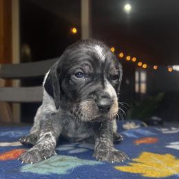Timber - Blue ticked and tan male Bluetick Coonhound puppy in Wolf Creek, Oregon from Dejah Bleu Kennels