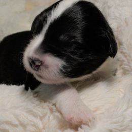 Old English Sheepdog Puppies from Roland Hills Farm