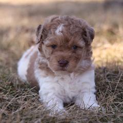 Caramel Girl - Red female Whoodle puppy in West Bend, Iowa from Blue Skies Terriers