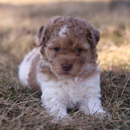 Caramel Girl - Red female Whoodle puppy in West Bend, Iowa from Blue Skies Terriers