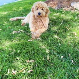 Goldendoodle Puppies from Hobble Creek Farms