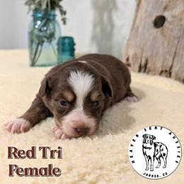 Chelsea - Red tri female Miniature Australian Shepherd puppy in Jaroso, Colorado from Heaven Sent Aussies