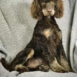 Aussiedoodle, Miniature Australian Shepherd, and Poodle Puppies from Classic K9’s  Aussies, Poodles & Doodles
