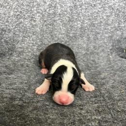 Charlotte - Black tri-color female Australian Shepherd puppy in Kentland, Indiana from Pine Grove Aussies