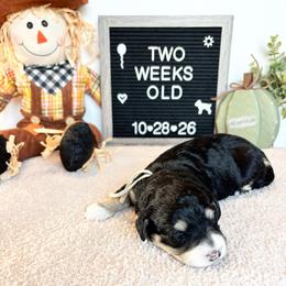Dorothy - Tri-color female Bernedoodle puppy in Sparrows Point, Maryland from Rosie’s Puppies