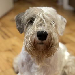Sealyham Terrier All Grown Up from Jenny Voss