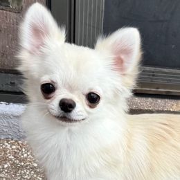 Jack - Chihuahua