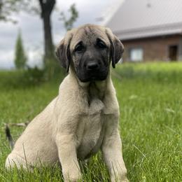 Anatolian Shepherd Dog Puppies from Wild Rooster Family Farm – AKC Anatolian Shepherd Breeder, OFA Health Tested