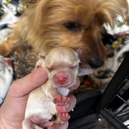 Phoebe - Gold female Morkie puppy in Winston Salem, North Carolina from Patty’s Paws