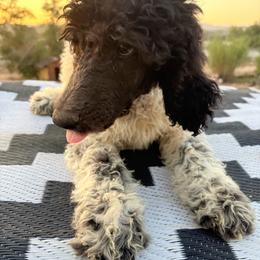 Elm - Parti male Poodle puppy in Meadowbrook, California from Standard Poodle Pups