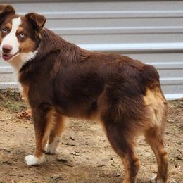 Ruby - Miniature Australian Shepherd