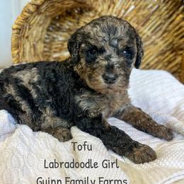 Tofu - Merle female Labradoodle puppy in Grove, Oklahoma from Guinn Family Farms
