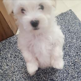 White Bunny - White male Morkie puppy in Gloucester, Virginia from Jenkins Morkies