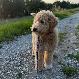 Goldendoodle Puppies from Hannah Mae Doodles