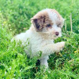 Rosie - Red merle female Aussiedoodle puppy in Eastman, Georgia from Dood B Ranch