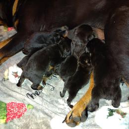 Rottweiler puppies from Maciel House of Rottweilers