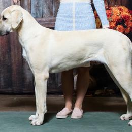 Tessa - Anatolian Shepherd Dog